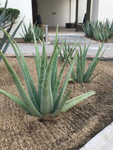 Load image into Gallery viewer, Aloe Vera Plant