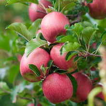 Load image into Gallery viewer, 5-in-1 Apple Surprise Tree