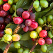 Load image into Gallery viewer, Arabica Coffee Plant - USDA Organic