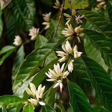 Load image into Gallery viewer, Arabica Coffee Plant - USDA Organic