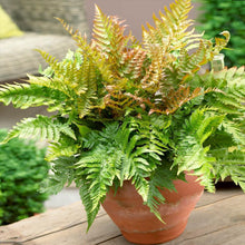 Load image into Gallery viewer, Brilliance Autumn Fern Plant