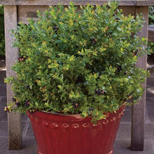 Load image into Gallery viewer, Bushel and Berry® Blueberry Glaze™ Blueberry Bush