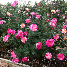 Load image into Gallery viewer, Camille Pissarro™ Rose