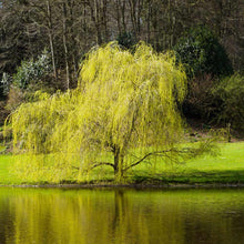 Load image into Gallery viewer, 'Golden Curls' Corkscrew Willow