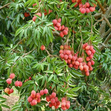 lychee tree flower