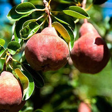 Load image into Gallery viewer, 5-in-1 Pear Surprise Tree