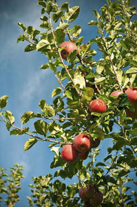 Fuji Apple Tree - USDA Organic