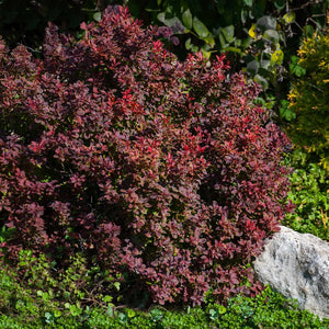 Admiration Barberry Shrub