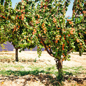 Blenheim Apricot Tree