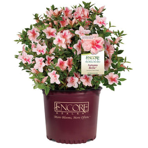 Autumn Belle™ Encore® Azalea Shrub