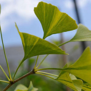 Beijing Gold Ginkgo Tree