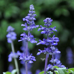 Big Time Blue Lavender
