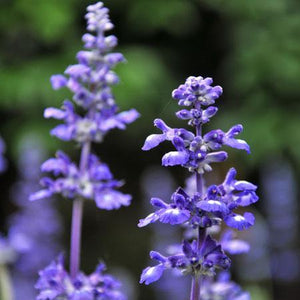 Big Time Blue Lavender