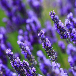 Big Time Blue Lavender