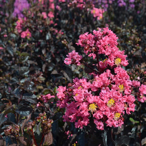 Black Diamond® Shell Pink™ Crape Myrtle Shrub