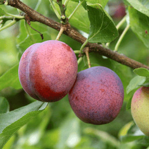 2-in-1 Plum Surprise Tree