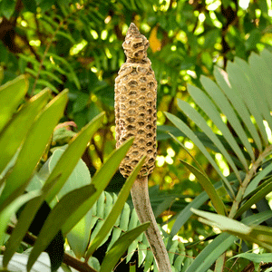 Cardboard Palm Tree