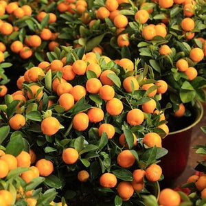 Clementine Tree