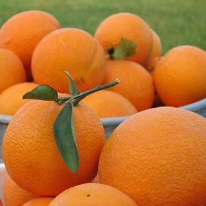 Calamondin (Tangerine) Orange Tree