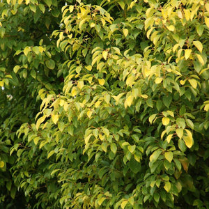Camphor Laurel Tree