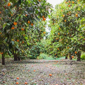 Cara Cara Orange Tree