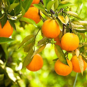 Cara Cara Orange Tree