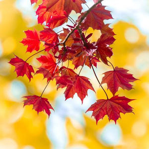 Endless Autumn Maple™ Tree