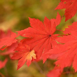 Endless Autumn Maple™ Tree
