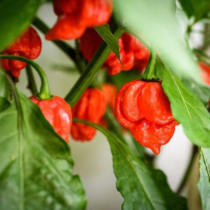Carolina Reaper Pepper Plant - USDA Organic