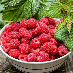 Caroline Raspberry - USDA Organic