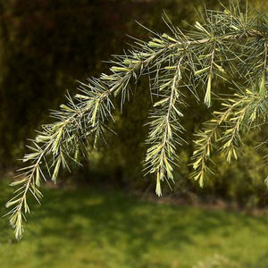 Deodar Cedar Tree