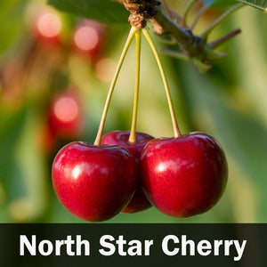5-in-1 Cherry Tree