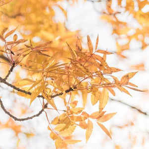 Chinese Pistache Tree