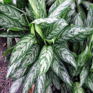 Green Chinese Evergreen Plant