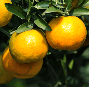 Chinotto Sour Orange Tree