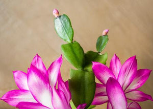 Christmas Cactus - Assorted Colors