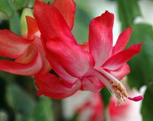 Christmas Cactus - Assorted Colors