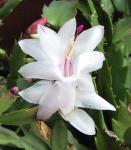 Christmas Cactus - Assorted Colors