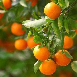 Clementine Tree