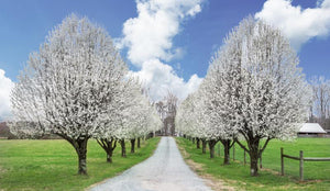 Cleveland Pear Tree