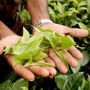 Cold Hardy Tea Plant - USDA Organic