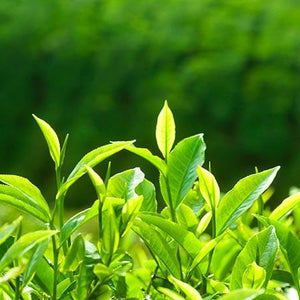 Cold Hardy Tea Plant - USDA Organic