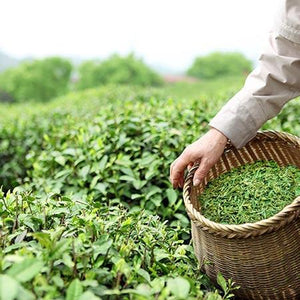Cold Hardy Tea Plant - USDA Organic
