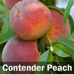 Fruit Cocktail Tree