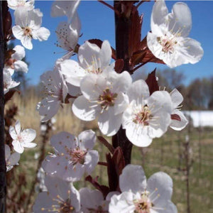Crimson Pointe™ Purple Leaf Plum Tree