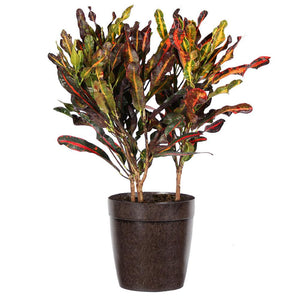Croton Mammy Plant