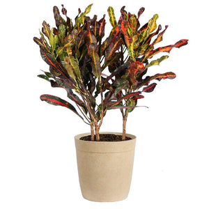 Croton Mammy Plant
