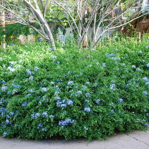 Dark Blue Plumbago