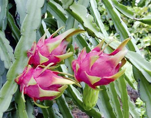 Dragon Fruit Cactus - USDA Organic