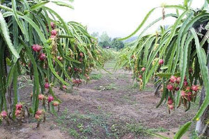 Dragon Fruit Cactus - USDA Organic